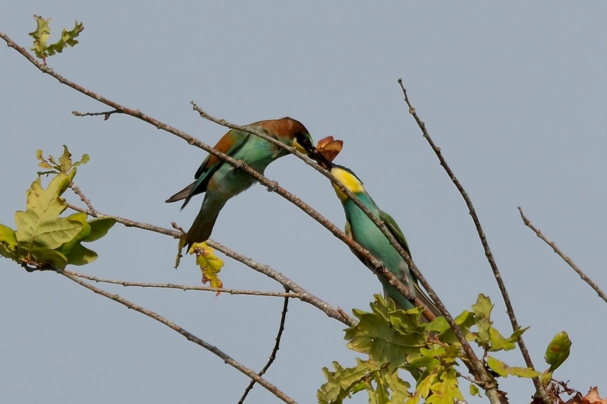 Les oiseaux du lac d'Hossegor