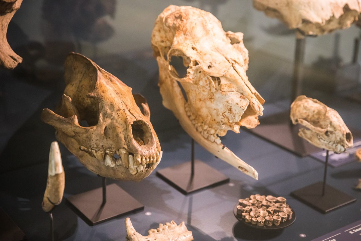 FÊTE DE LA SCIENCE AU MUSÉE