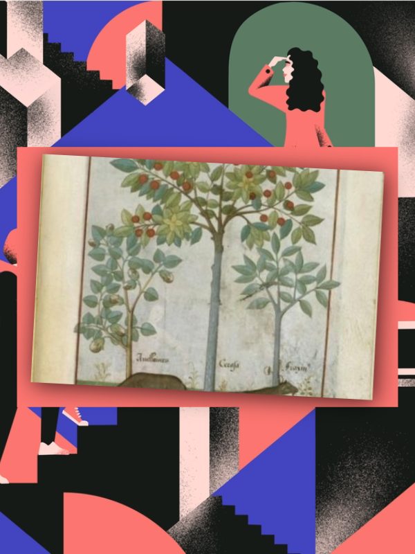 Journées Européennes du Patrimoine > Levez les yeux ! Découverte de l'illustration botanique