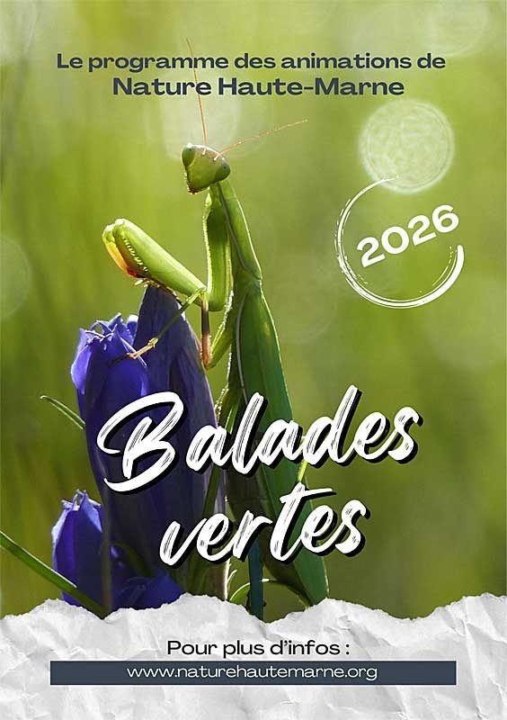 Balades Vertes en Haute-Marne : Les fruits sauvages de l’automne