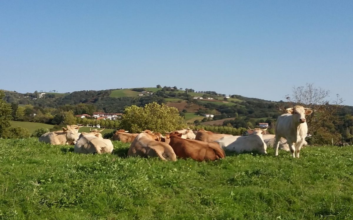 Ferme Kukusoa, charcuterie