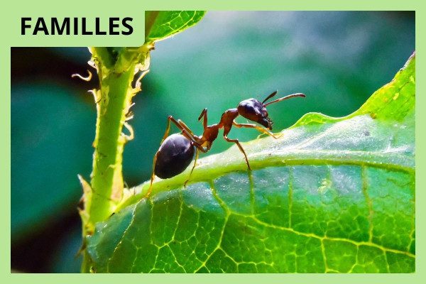 Parcours conté au château Citran - Léo au pays des fourmis