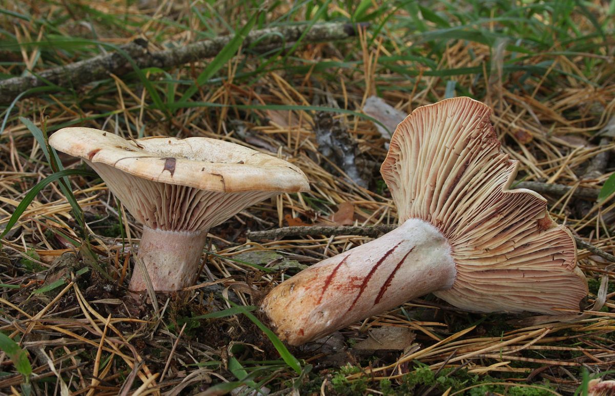 Journées Européennes du Patrimoine : Sortie champignons
