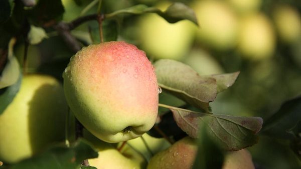 Visites de Coopératives