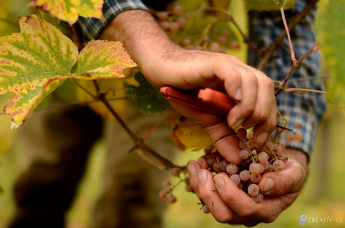 Domaine Latapy