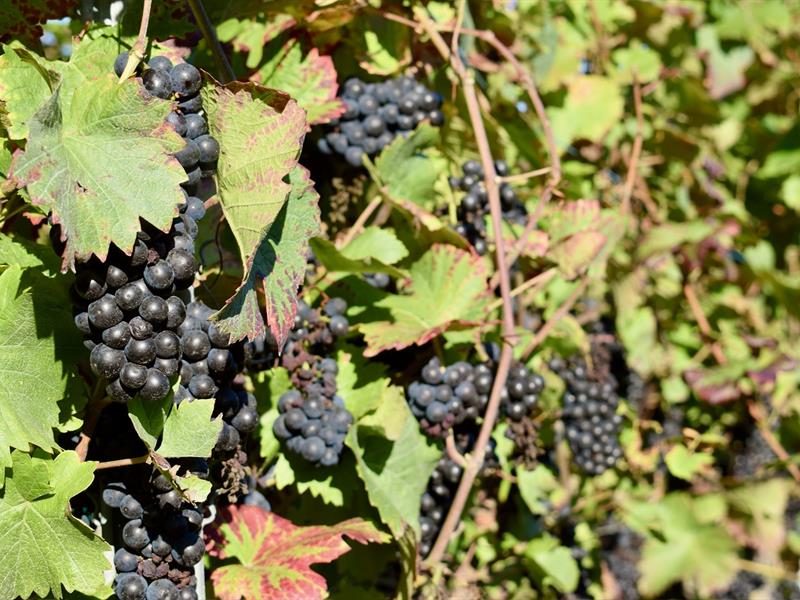 Sortie dans le vignoble