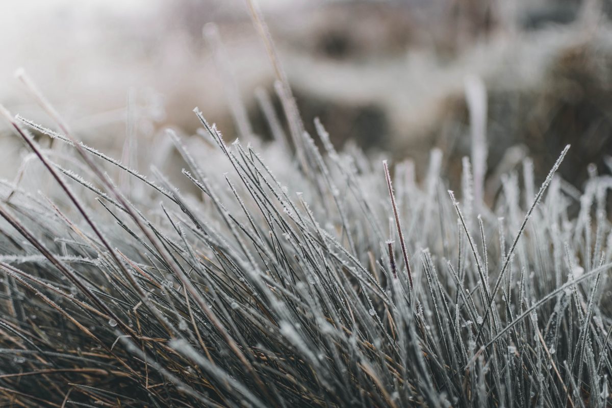La nature en hiver, à la réserve départementale de biodiversité d'Argentat