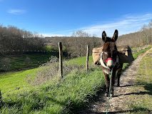 Visite aux ânes