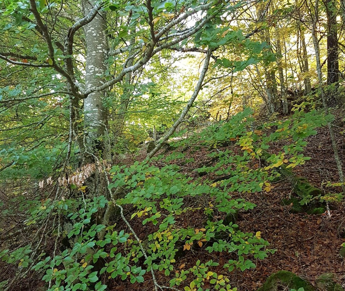 CHEMIN DE SOI