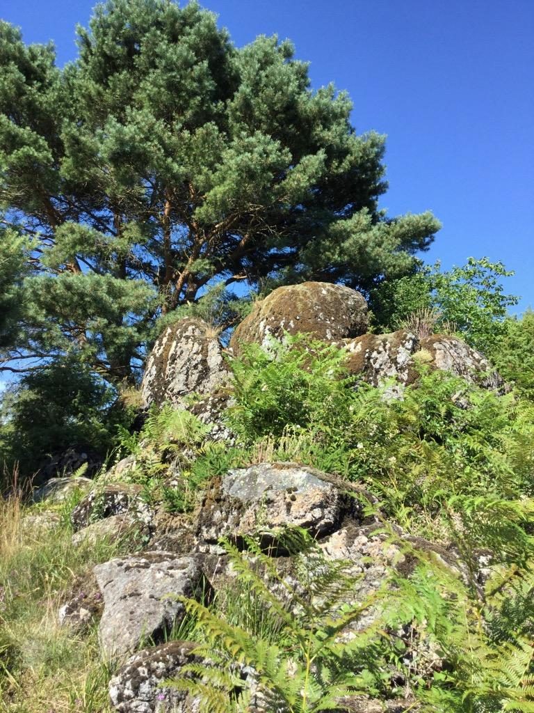Sortie nature sur la lande des Pierres du Mas