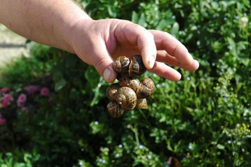 Aquitaine Escargots