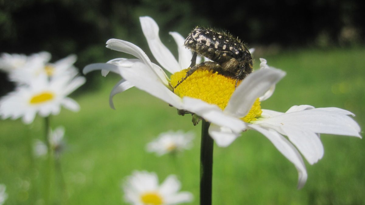 La Marguerite Étoilée