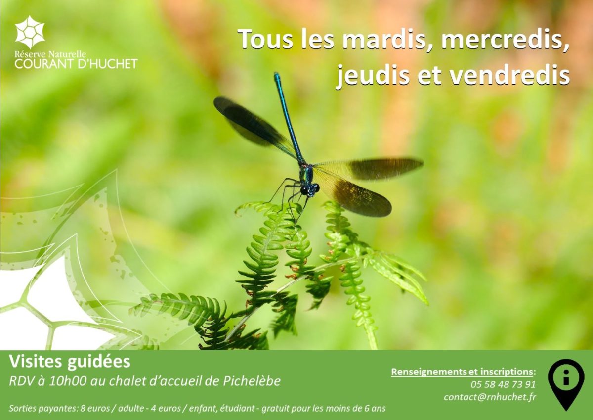 Partez à la découverte de la Réserve Naturelle du Courant d'Huchet