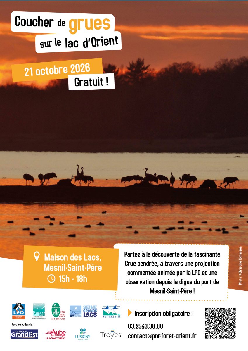 Coucher de grues sur le lac d’Orient