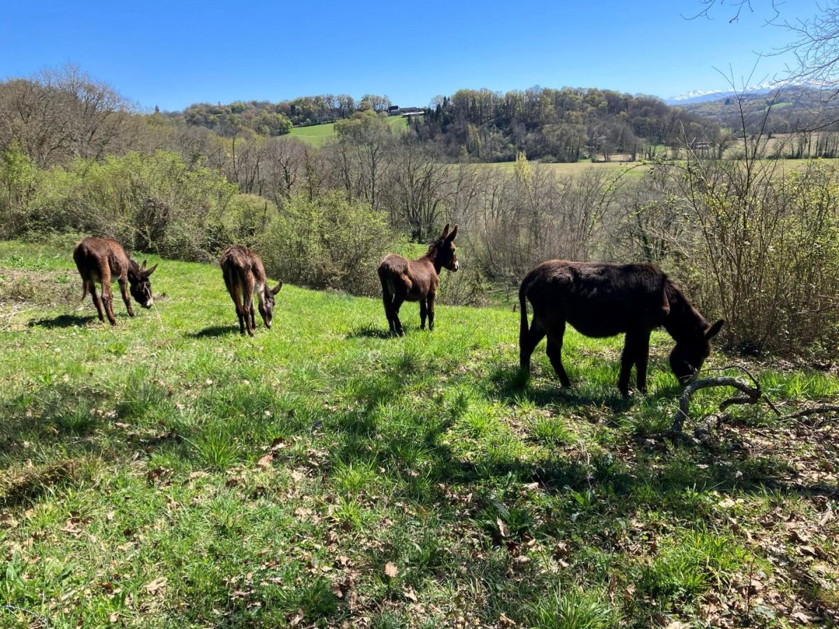 Les apprentis du vendredi, à la ferme Bibane