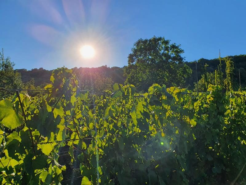 Visite nature - La Vigne au fil des saisons