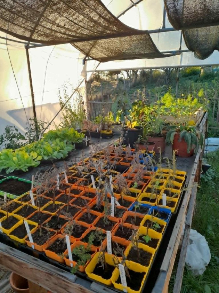 Atelier : Réaliser ses boutures de vivaces et petits fruits