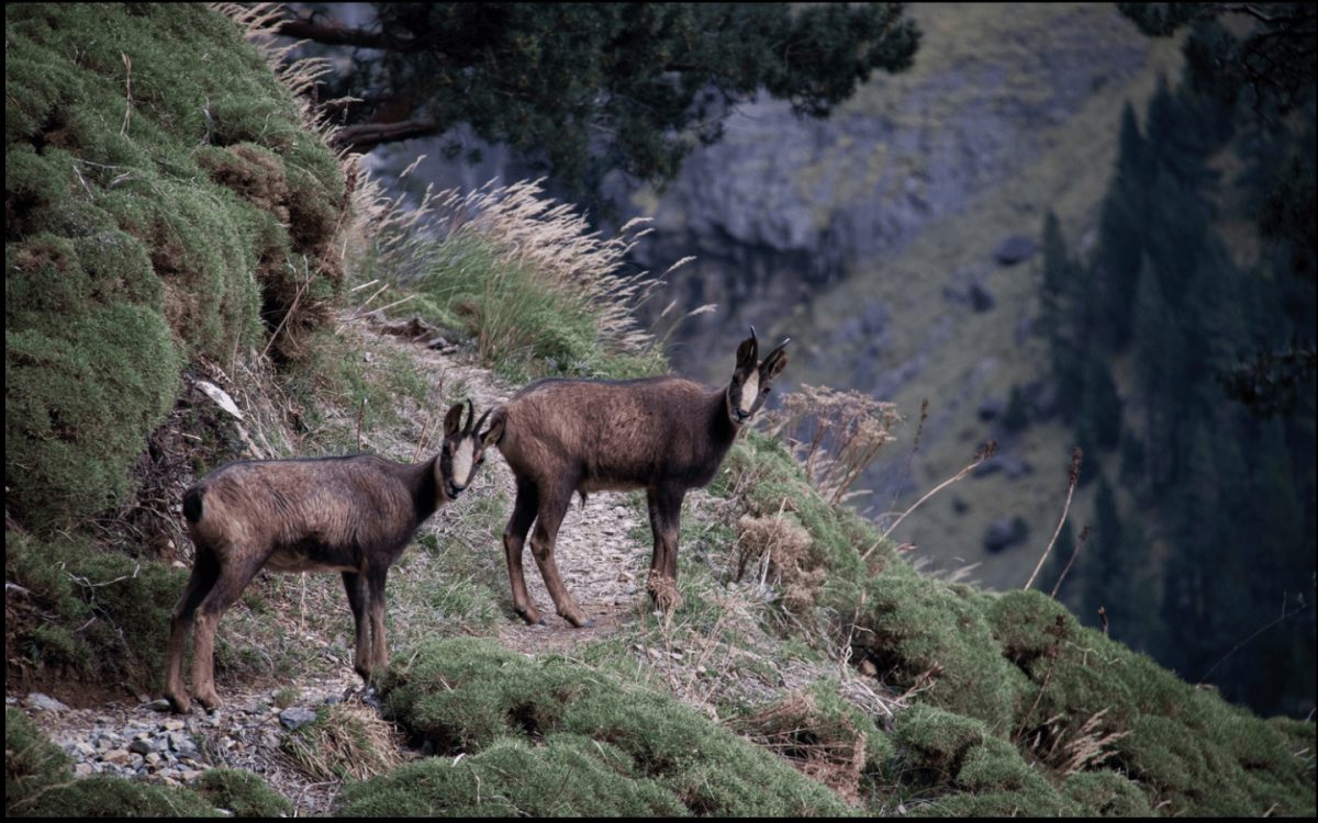Randonnée : l'isard des Pyrénées