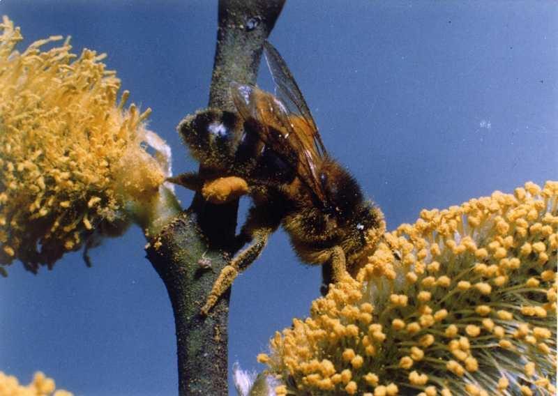 Les Abeilles du Périgord