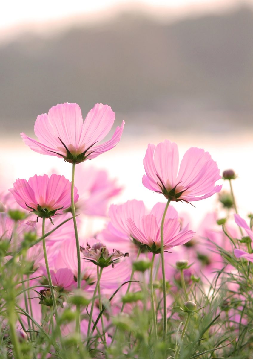 Fête des plantes et de la biodiversité à Clédat