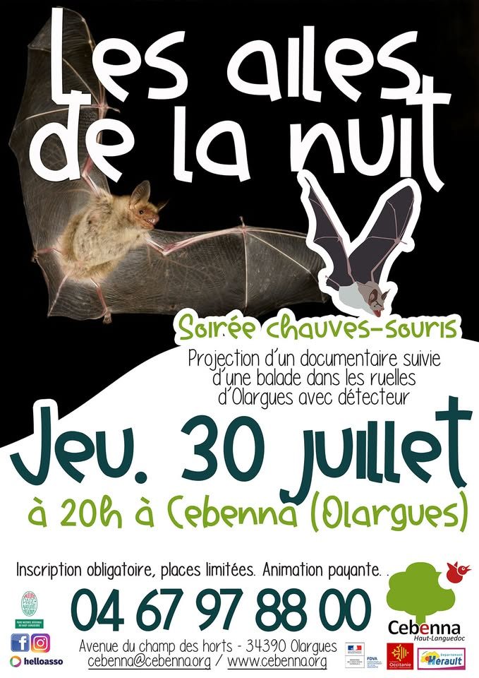 SORTIE NOCTURNE : CHAUVE QUI PEUT !