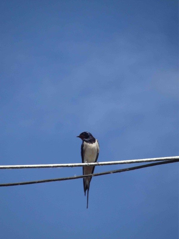 Sorties oiseaux des bords de Loire : on me nomme oiseau, qui suis-je ?