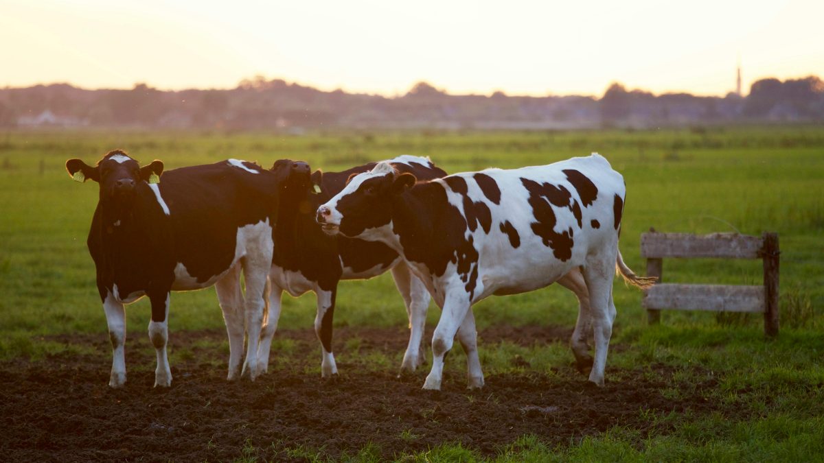 Découverte d'une exploitation de vaches laitières