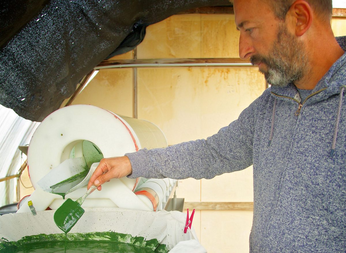 Spiruline d'Aquitaine