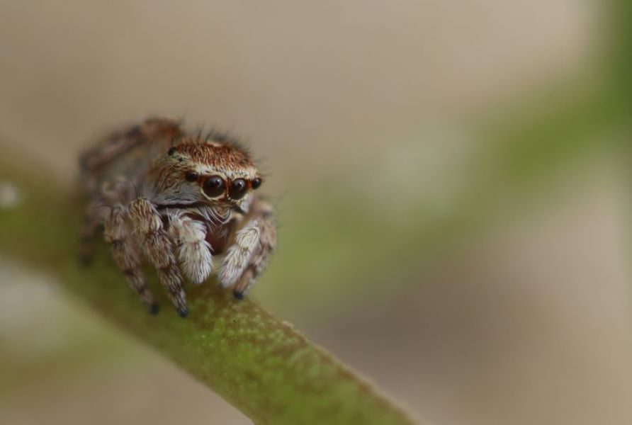 Atelier-nature (3-5 ans) : le monde fascinant des insectes