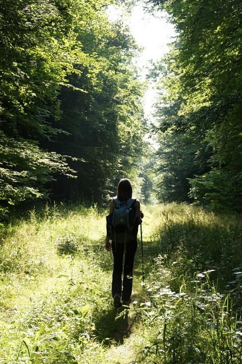 Balade nature - Promenons-nous dans les bois… Forêt, vergers et patrimoine rural