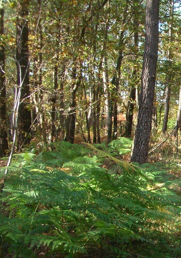 Balade nature à Leugny