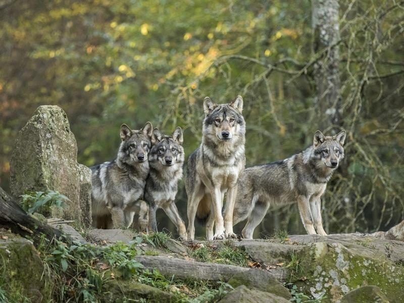 Parc animalier de Sainte-Croix