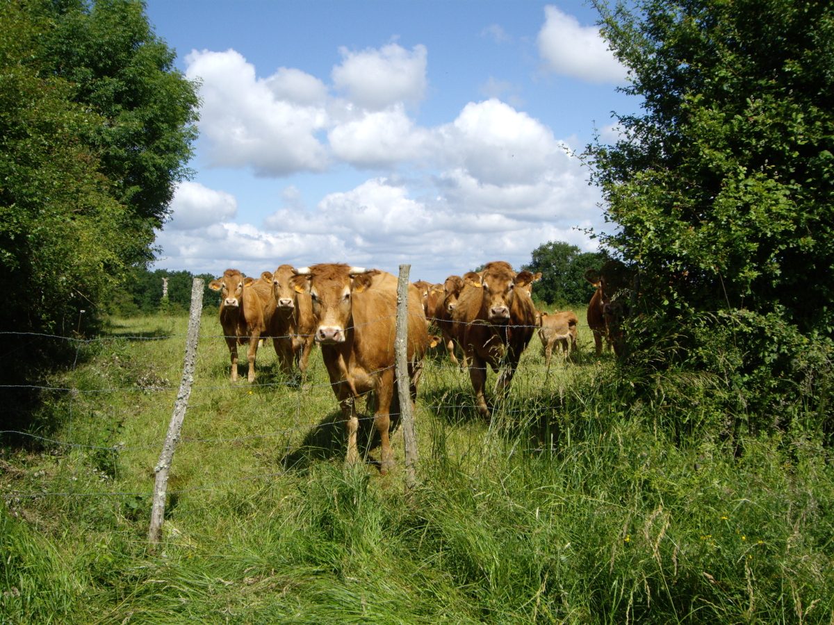 Ferme du Pré Caillet