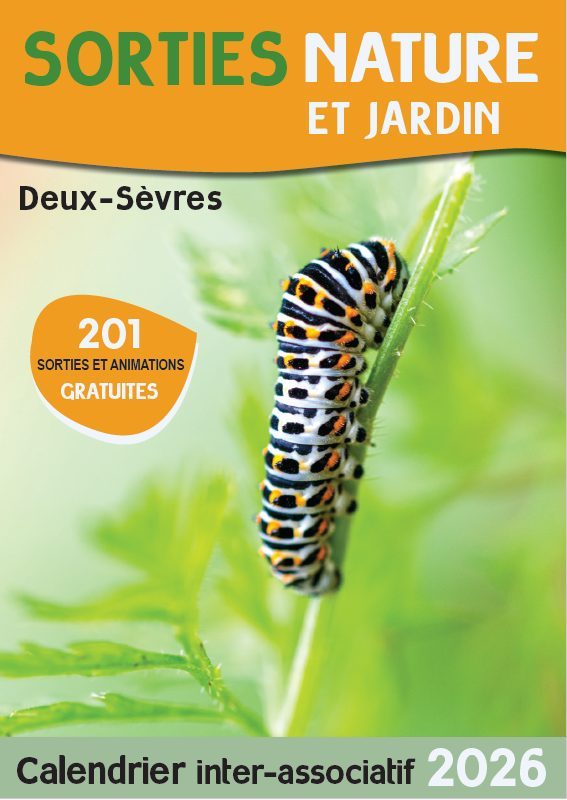 SORTIE NATURE :  UN POISSON AU FOND D’UN ÉTANG…