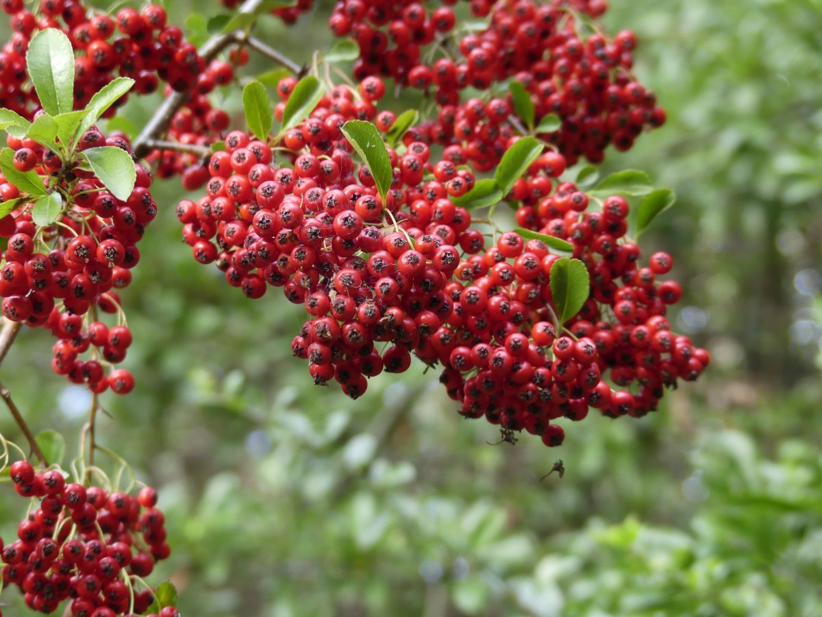 La nature à fleur de sens - Balades à la découverte des plantes sauvages