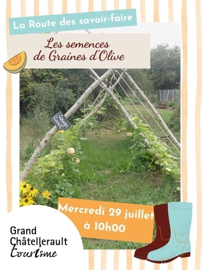 Les semences de Graines d'Olive