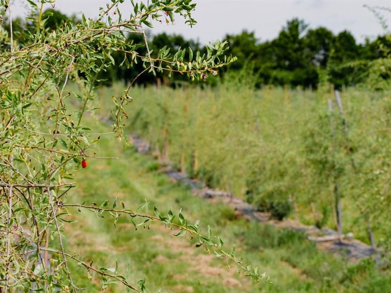 Le goji du val