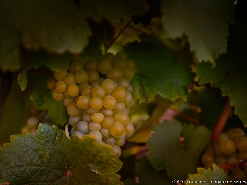 Domaine Mosny