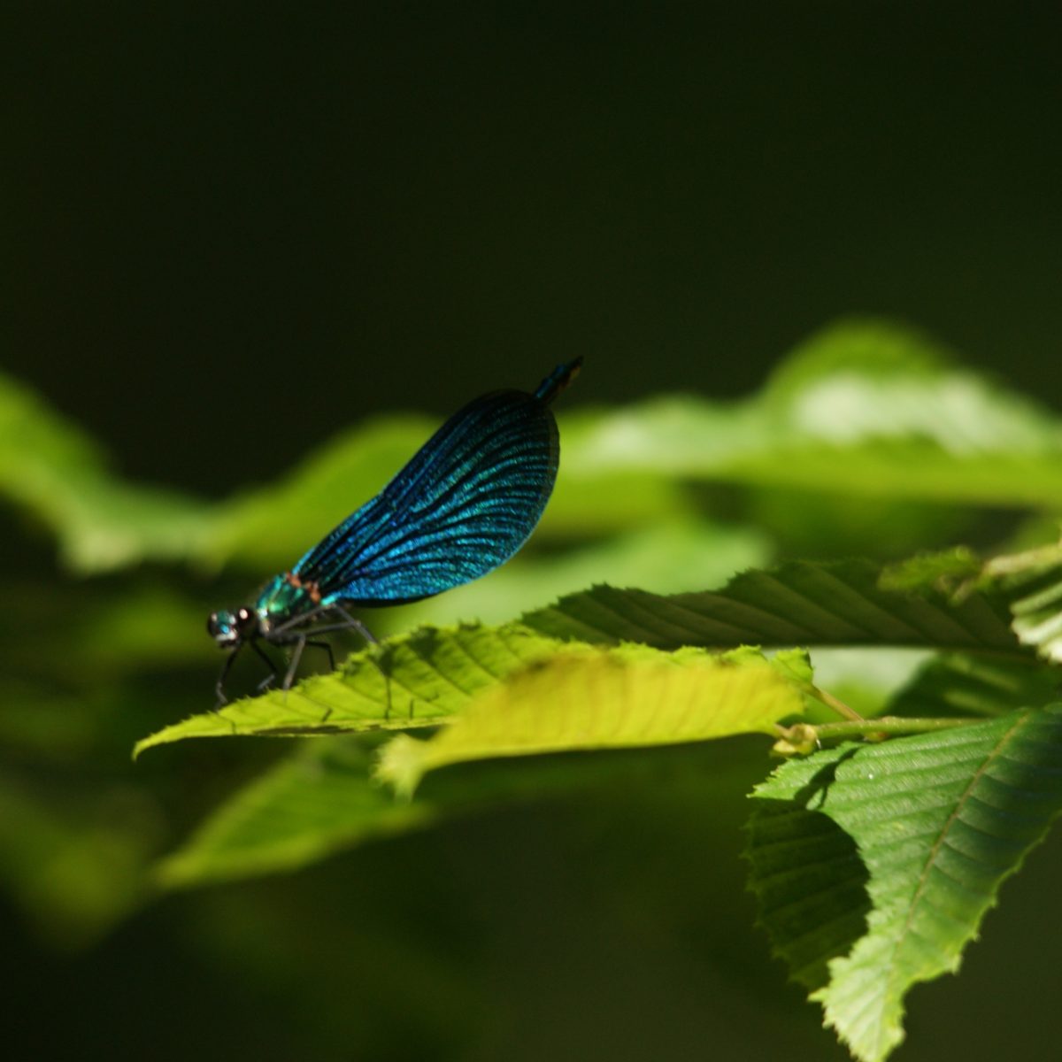 En soi par nature - David Fatet