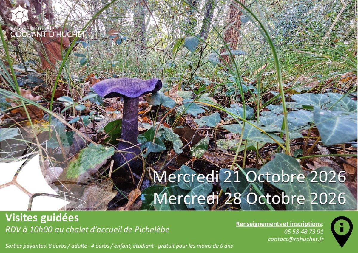 Partez à la découverte de la Réserve Naturelle du Courant d'Huchet