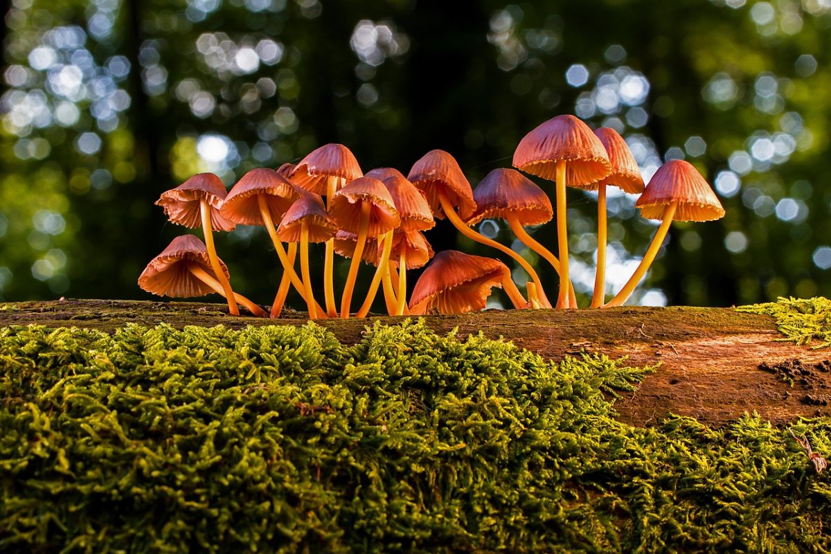 Balade nature : les champignons
