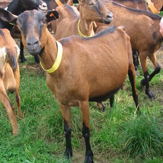 Ferme des Chapotons