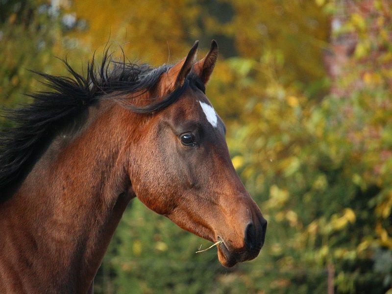 Centre équestre et poney club du Buisson