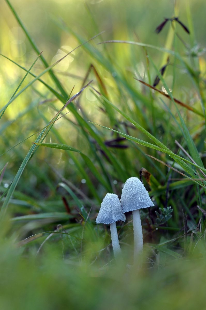 Sortie mycologique