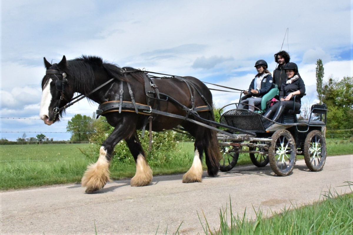 Balade en attelage
