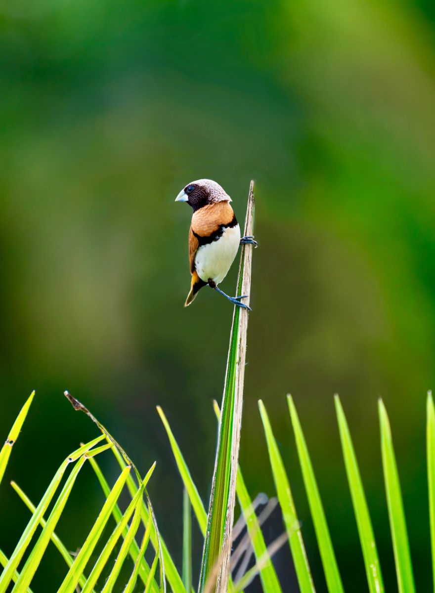 A la découverte des oiseaux, à la réserve départementale de biodiversité d'Argentat