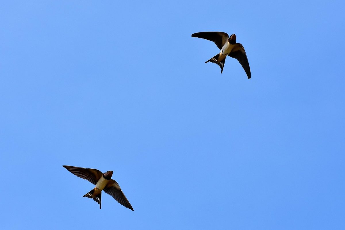 SORTIE NATURE - LES OISEAUX MIGRATEURS