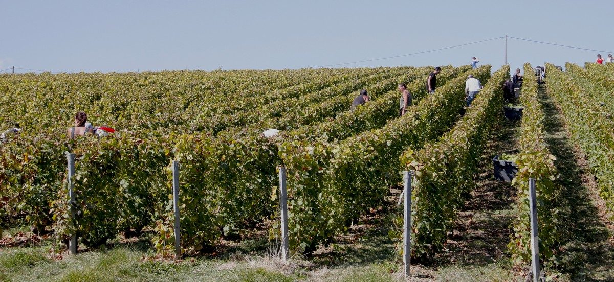 Champagne Jean Velut