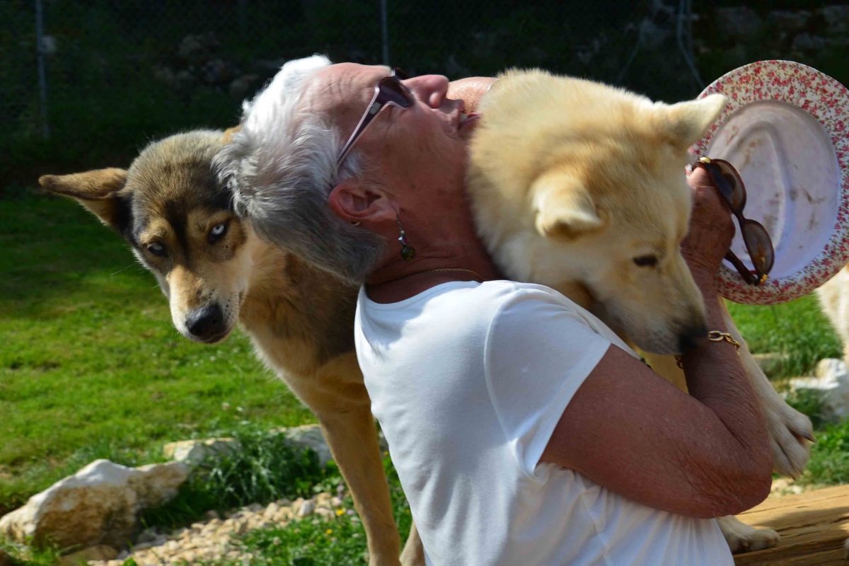 Visite de parc et immersion chiens de traineaux