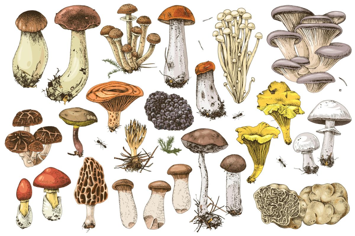 Exposition de champignons
